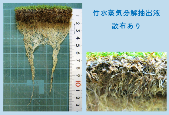 アグレコジャパンの抗酸化土壌改良材リゾノイドの実験2