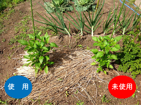 アグレコジャパンの抗酸化土壌改良材リゾノイドの実験6